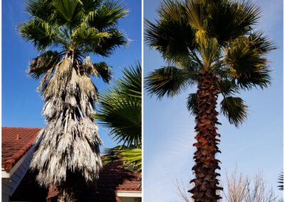 Before and After Palm Tree Trimming